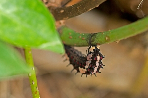 Pre-pupatory larva, bent