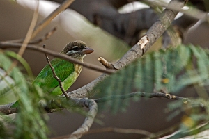 White-cheeked Barbet amidst the branches. 