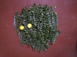Curry leaves and lemons harvested from my father's garden